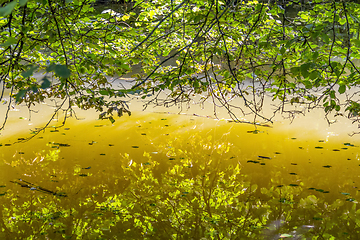 Image showing sunny riparian detail