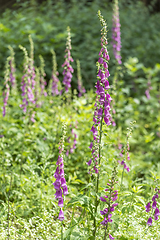 Image showing common foxglove flowers