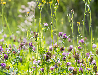 Image showing wildflowers at spring time