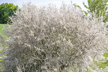 Image showing ermine moth web