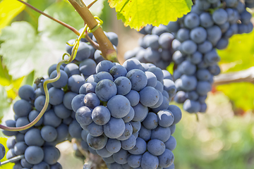 Image showing blue grapes closeup