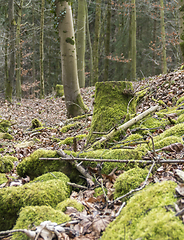 Image showing forest scenery with trees and mossy stones