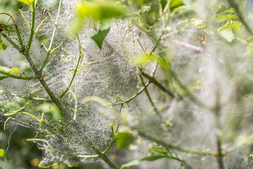 Image showing ermine moth caterpillars and web