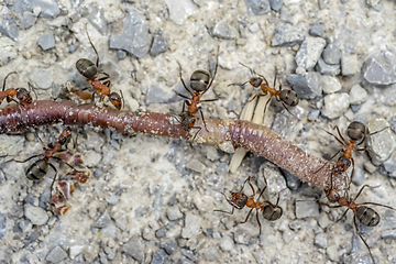 Image showing ants and earthworm