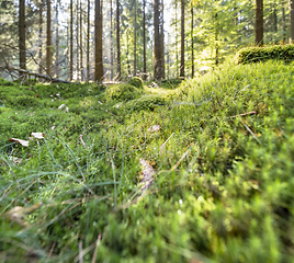 Image showing sunny forest scenery