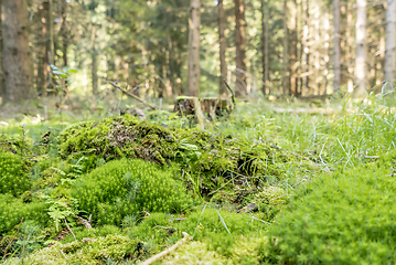 Image showing sunny forest scenery