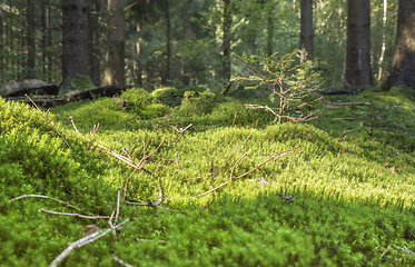 Image showing sunny forest scenery