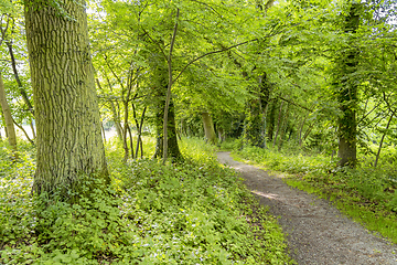 Image showing idyllic forest scenery