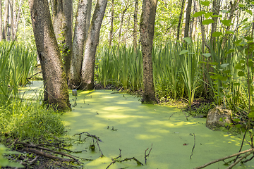 Image showing sunny wetland scenery