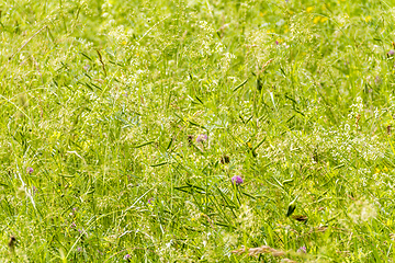 Image showing wildflowers at spring time