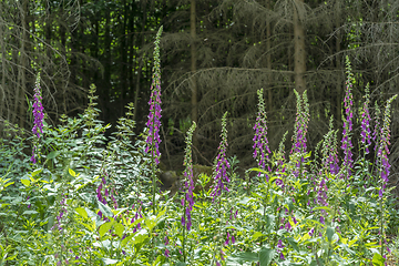 Image showing common foxglove flowers