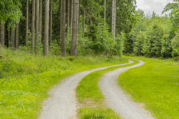 Image showing peaceful forest scenery