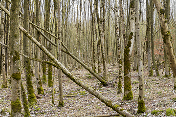 Image showing forest scenery with trees