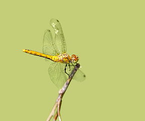 Image showing resting dragonfly