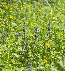 Image showing wildflower meadow closeup