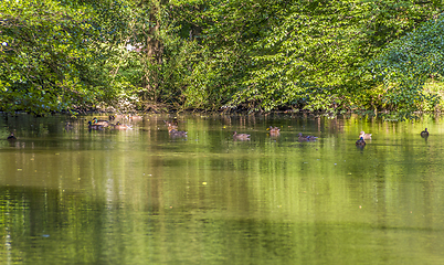 Image showing Wild ducks swimming in a pond