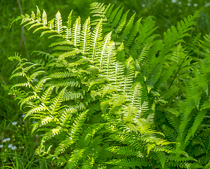 Image showing green fern leaves