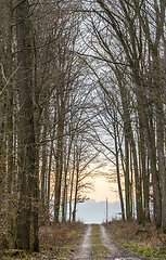 Image showing forest track at evening time