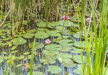 Image showing water lilies in a pond