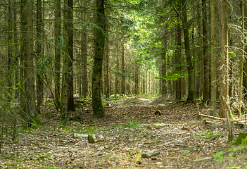 Image showing idyllic forest scenery