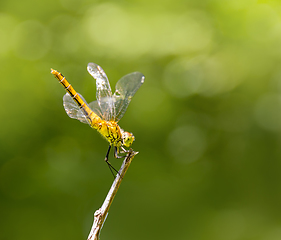 Image showing resting dragonfly