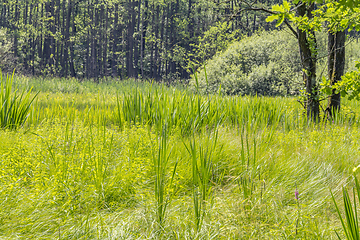 Image showing sunny wetland scenery