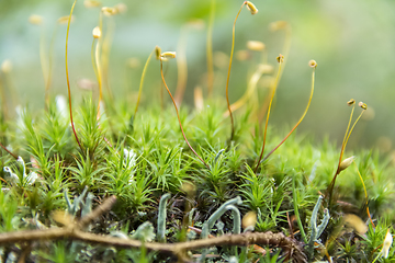 Image showing moss spores closeup