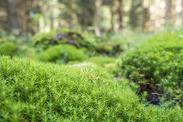 Image showing sunny forest scenery