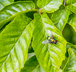 Image showing iridescent fly on green leaf