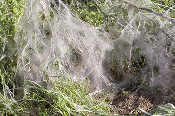 Image showing ermine moth web