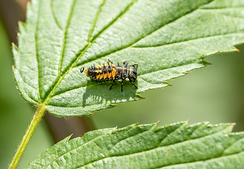 Image showing larva of a Ladybug