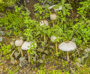 Image showing some parasol mushrooms