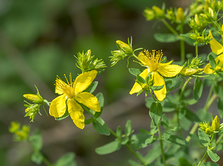 Image showing yellow flowers in natural ambiance