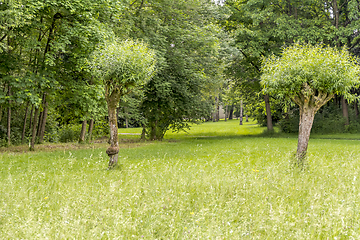 Image showing idyllic park scenery