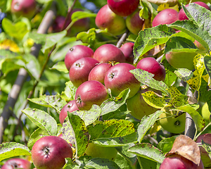 Image showing red apples on tree