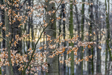 Image showing evening forest detail