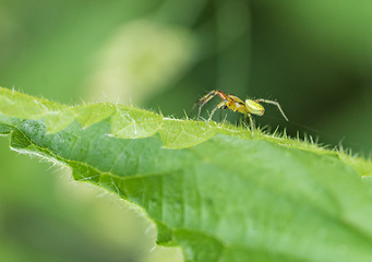 Image showing cucumber green spider on green leaf