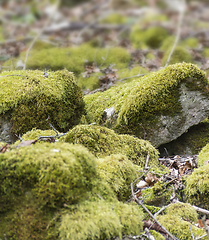 Image showing mossy overgrown pebbles