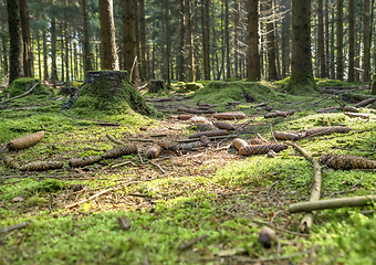 Image showing sunny forest scenery