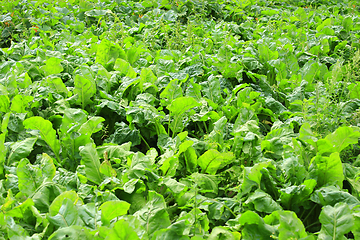 Image showing Green bed of the fresh beet
