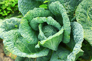 Image showing cabbage with big leaves