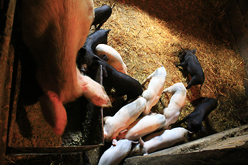 Image showing piglets with their mother on the farm