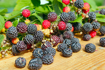 Image showing crop of black raspberry fruits