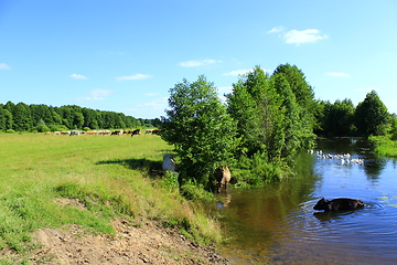 Image showing cow goes in the river near the pasture
