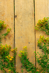 Image showing flowers of St.-John's wort on the wooden background