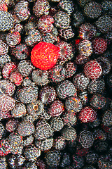 Image showing crop of black raspberry fruits