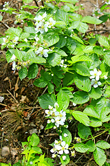Image showing blossoming of wild raspberry