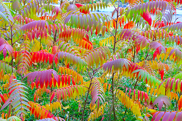 Image showing multicolored autumn leaves on the tree