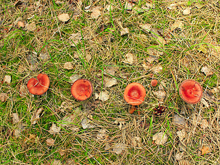 Image showing inedible mushrooms of toadstool growing in the row