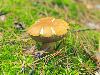 Image showing Beautiful mushroom of Boletus badius